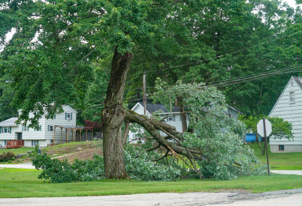 Best Residential Tree Removal  in Innsbrook, VA